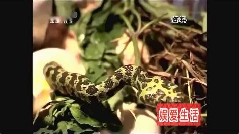 80岁老人养了一辈子毒蛇，被毒蛇咬过9次，被当地人称蛇博士_腾讯视频