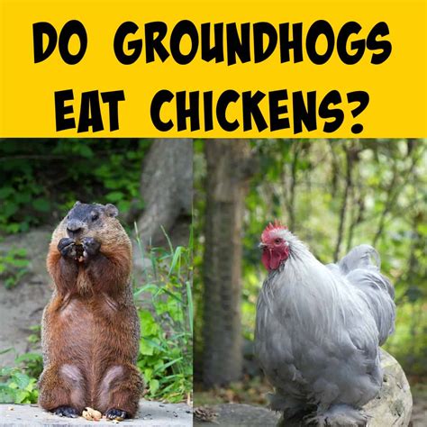 Do Groundhogs Eat Chickens