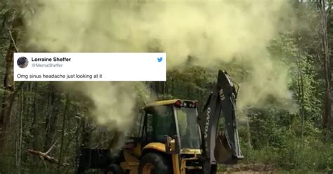 Exploding Trees Video 的图像结果