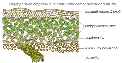 Лишайники