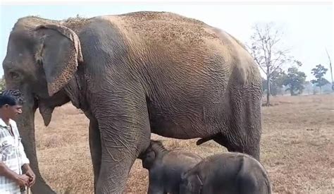 MP News: In A First, 57-Year-Old Elephant Anarkali Gives Birth To Twin ...
