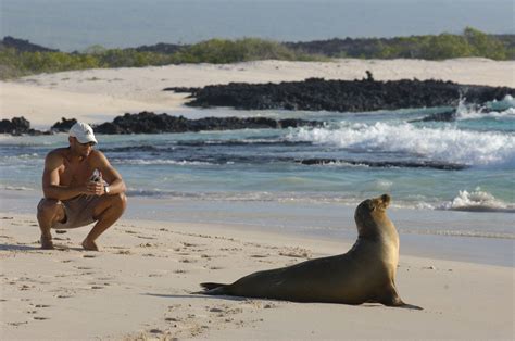 San Francisco's Pier 39 sees most sea lions in 15 years: See video