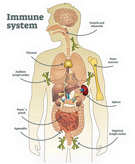 Image result for Human Immunity System