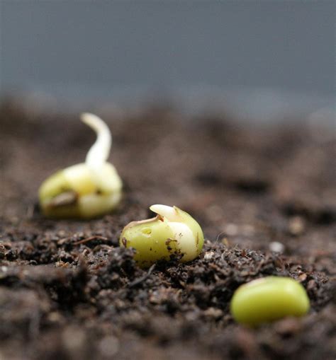 Carnation Seed Germination Time at Dorothy Hood blog