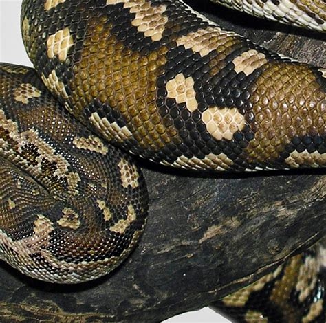 Image result for Angolan Python Care