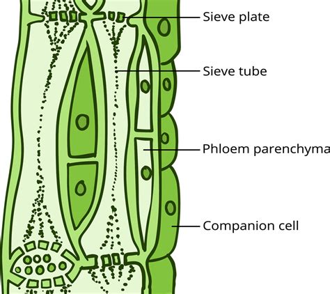 Complex permanent tissue : Phloem — lesson. Science CBSE, Class 9.