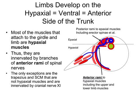 Epaxial And Hypaxial