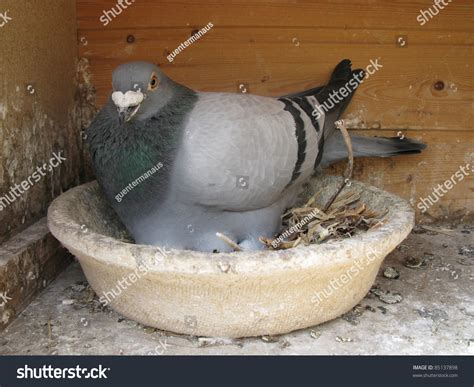 Homing Pigeon Homing Pigeon Variety Domesticated Foto Stok 85137898 ...