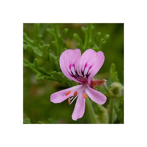 GERANIUM - Etarsko ulje | Crystal Lab