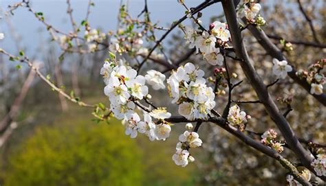 Flowering Plum Tree 的图像结果