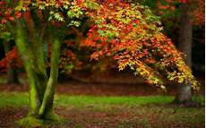 Beautiful Tree Images by Beautiful Tree Wallpapers Wallpaper Cave Beautiful Tree Images
