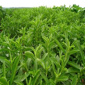 JABI – JEETO AGRI BIOTECH INTERNATIONAL