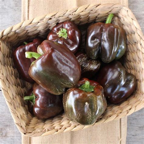 Capsicum Chocolate Wonder F1 Hybrid Seeds - High Yield, Rich Chocolate ...