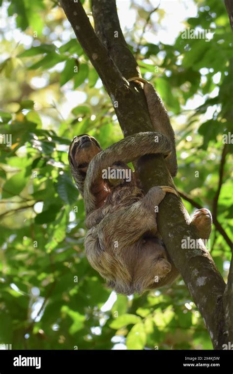 Sloth Climbing Tree 的图像结果
