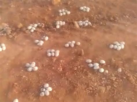 Demand for registration of crime against those who hatched 5,000 eggs ...