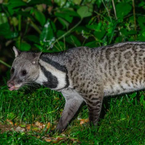 Exploring the Endemic Wildlife of India – TuckTribe
