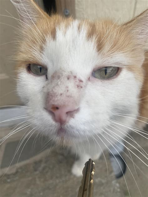 Do you think these are mosquitoes bites? : r/cats