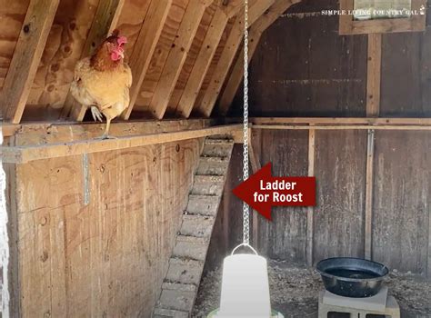 Chicken roost designs | Simple Living Country Gal