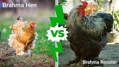 Difference Between Male And Female Brahma Chicks at Rosetta Cogan blog