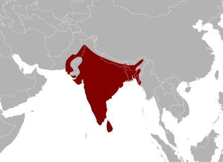 Python Molurus 的图像结果