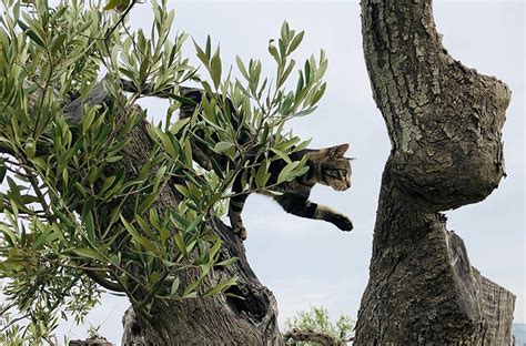 Can Cats Eat Olives? The Truth About Your Cats Obsession with Olives