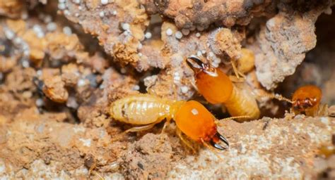 How to Identify Termites: Guide by Rentokil PCI
