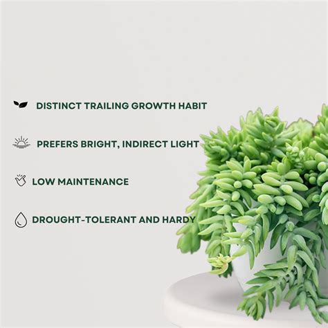 Donkey Tail Succulent – Gardengram