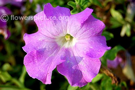 Petunia varieties