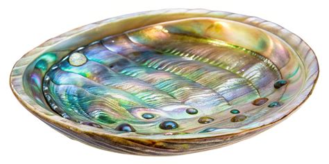 Delicate translucent abalone shell fragment on white background ...