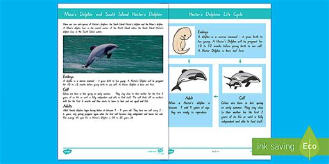 Hector's and Maui's Dolphin Life Cycle Display Posters