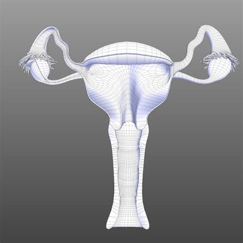 generate a vagina image