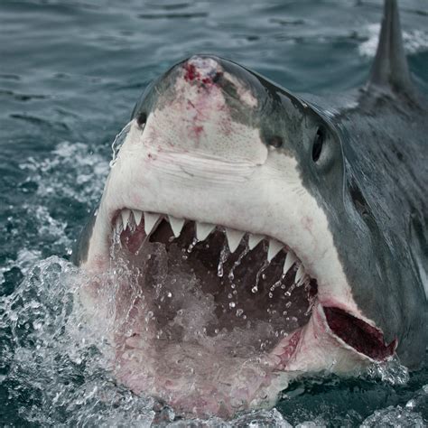 Great white shark attacks cape cod kayakers – Artofit