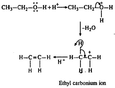 Dehydration of ethyl alcohol proceeds via - Tardigrade