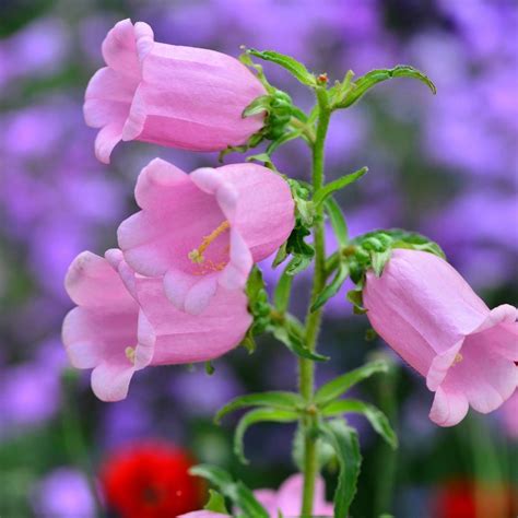 Canterbury Bells- Rose Pink seeds | The Seed Collection