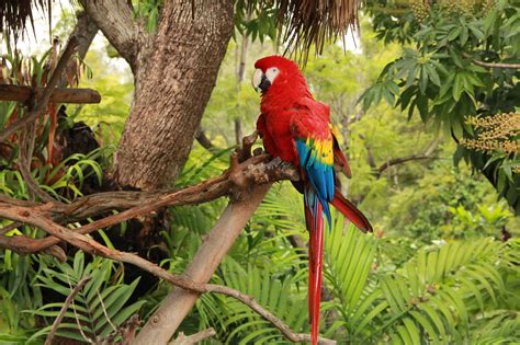 Scarlet macaw in Mexico | FWS.gov