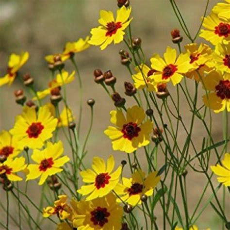 100 Premium Perennial Seeds Coreopsis Lanceolata Flower ...