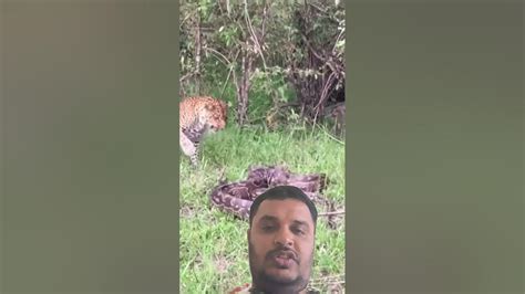 Image result for Leopard vs Python