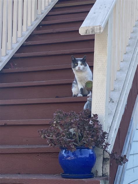 Vestura Birth Control : r/acne