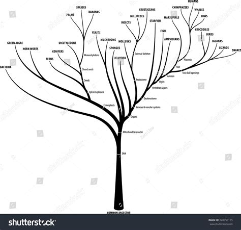 Evolution Graph 的图像结果