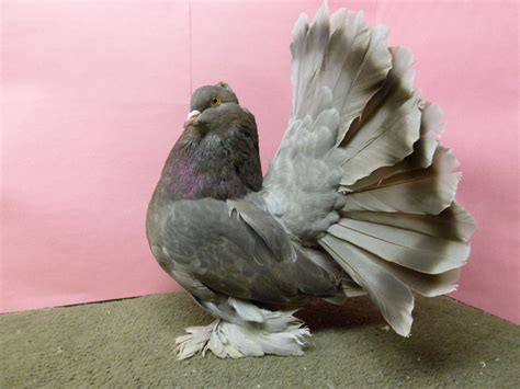 Most beautifully 100 fancy pigeons and doves cages in the world now ...