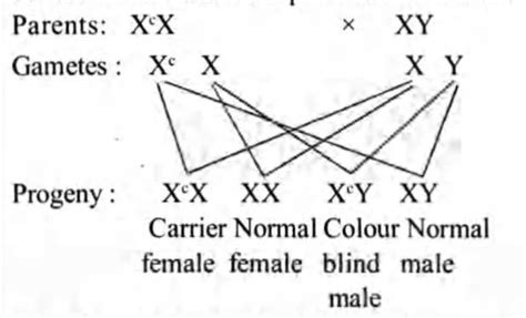 A man whose father was colour blind marries a woman who had a colour ...