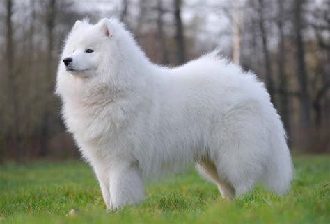 Samoyed Dog Price | Breed Information, Temperament, and Healthcare