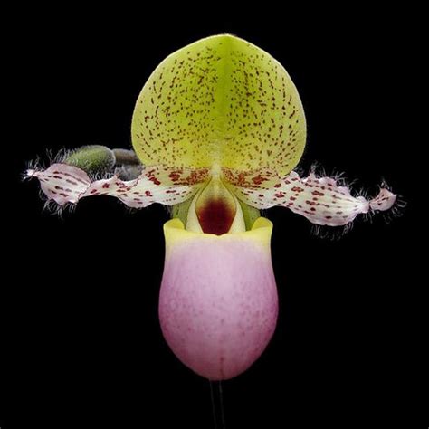 Paph. glaucophyllum var. moquettianum – EXOTICA ORCHIDS