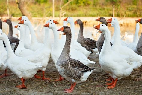 Image result for Processing Geese
