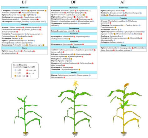 Expression of Cry1Ab/2Aj Protein in Genetically Engineered Maize Plants ...
