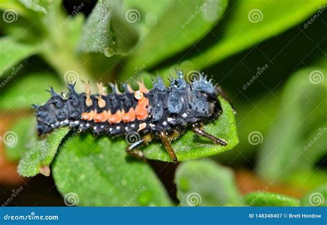 Ladybug Larva in Lush Foliage. Stock Image - Image of background ...