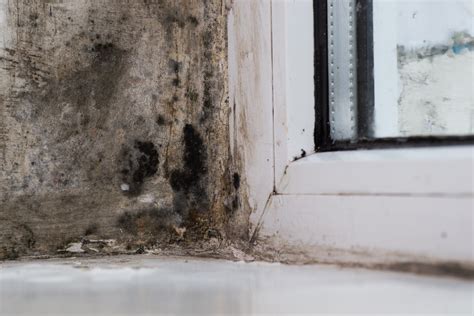 Household Mold Allergy (Penicillium) Test | HNL Patient Portal & Lab Tests Direct