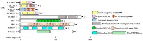 Emerging Roles of RNA-Binding Proteins in Seed Development and Performance