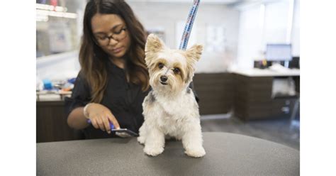 How Do I Choose A Good Dog Groomer