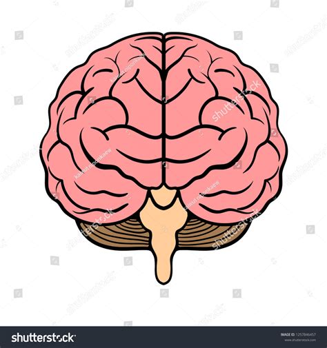 Brain Front View